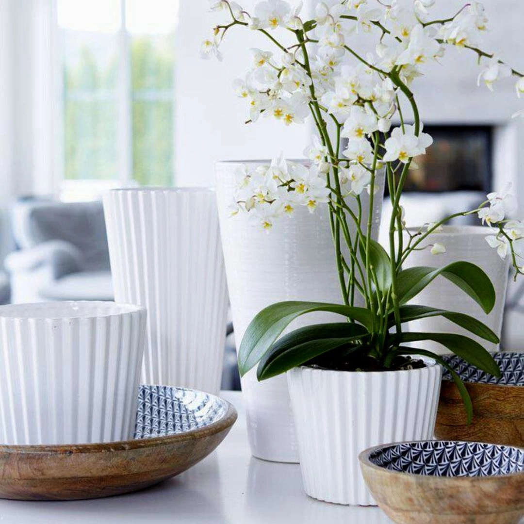 Viveka Pot White plant seeds  
