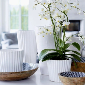 Viveka Pot White plant seeds  