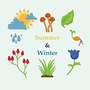 Vrisa Green 30 Varieties 1700  Vegetable Seeds