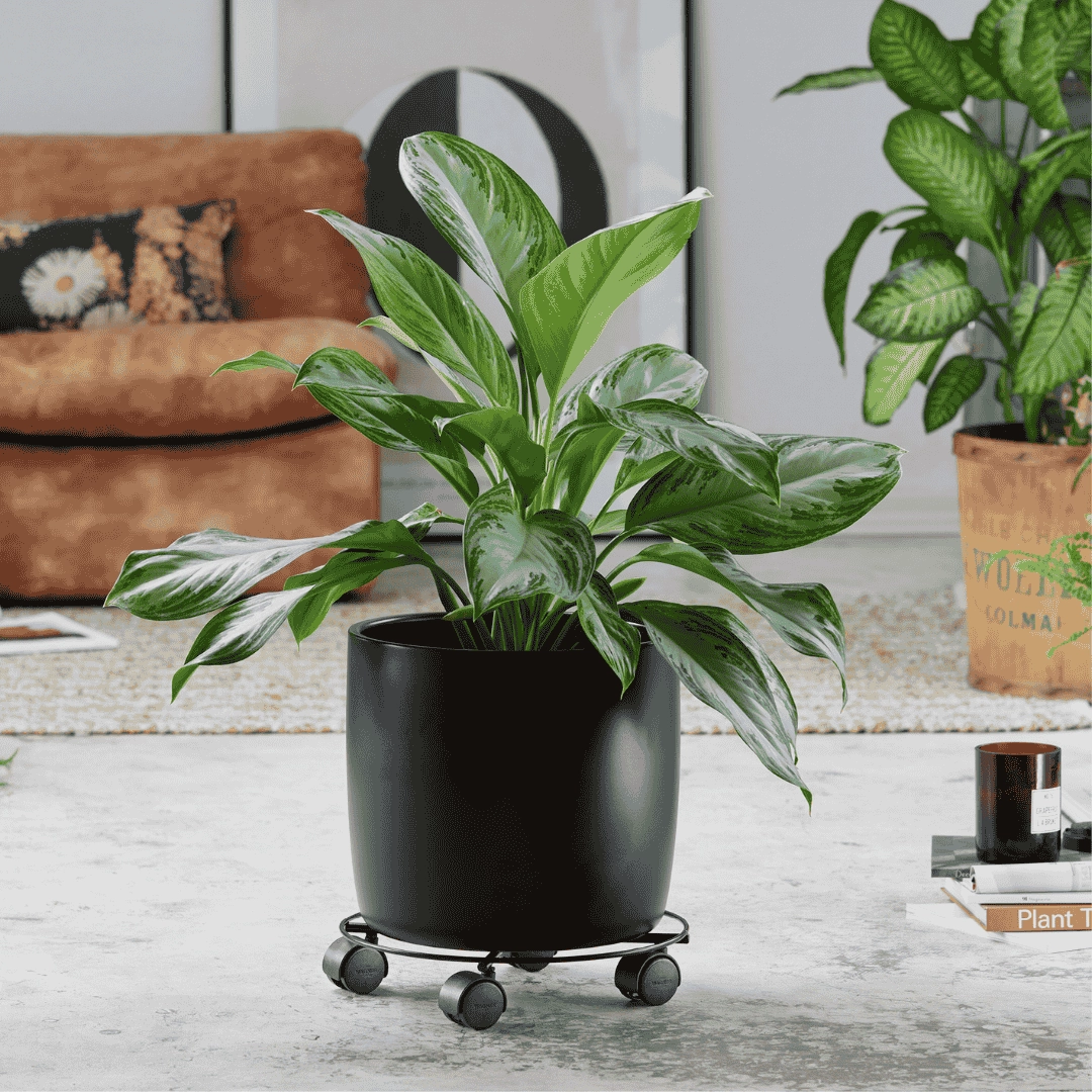 Wagner Indoor Plant Trolley Black Metal