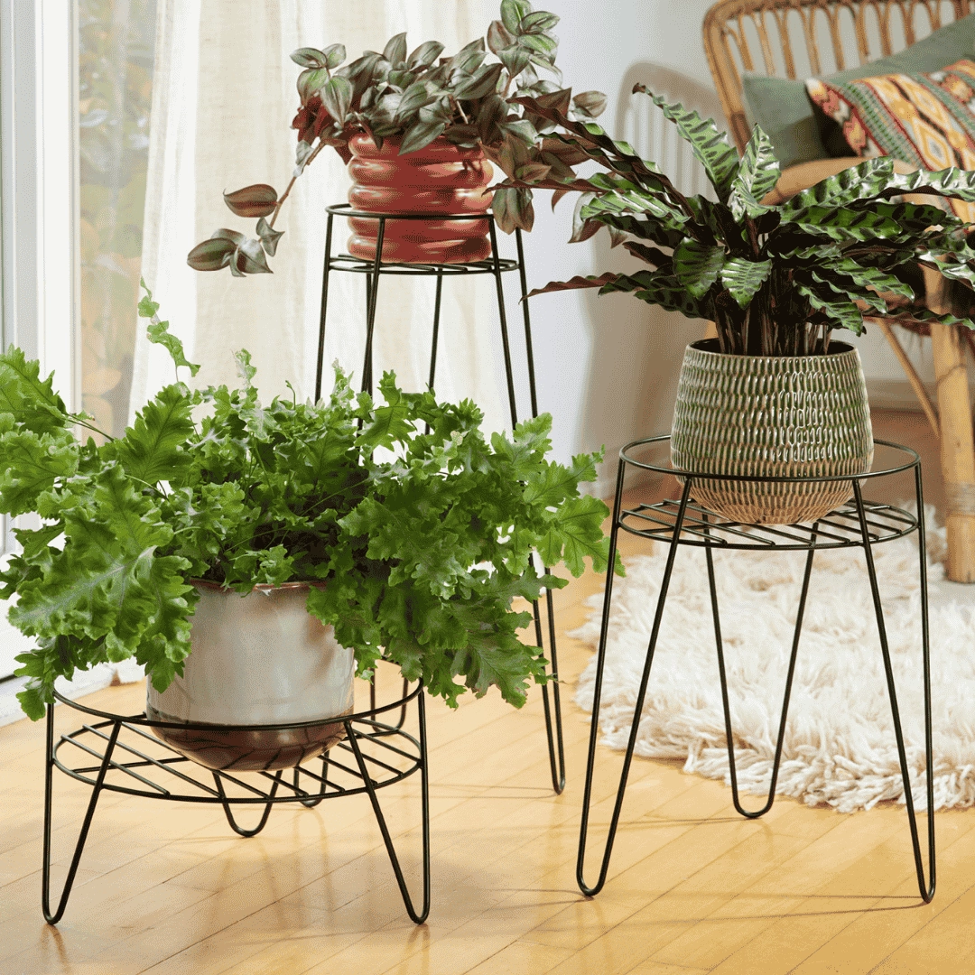 Wagner Plant Stand Black plant seeds  