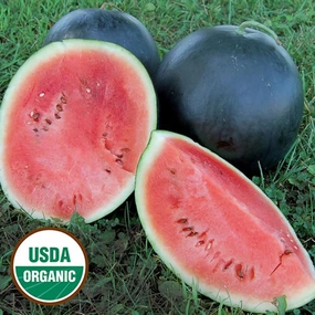 Watermelon, Blacktail Mountain Organic Seeds small flower pot  