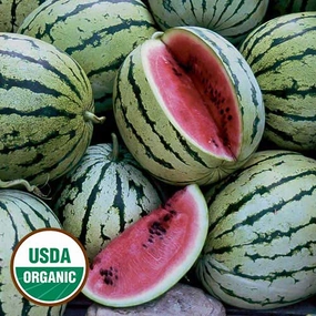 Watermelon, Chris Cross Organic Seeds floating plant shelf  