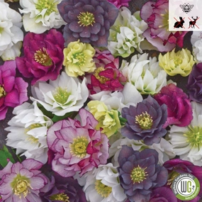 WEDDING PARTY Series Mixed Lenten Rose | Helleborus single layer plant shelf  