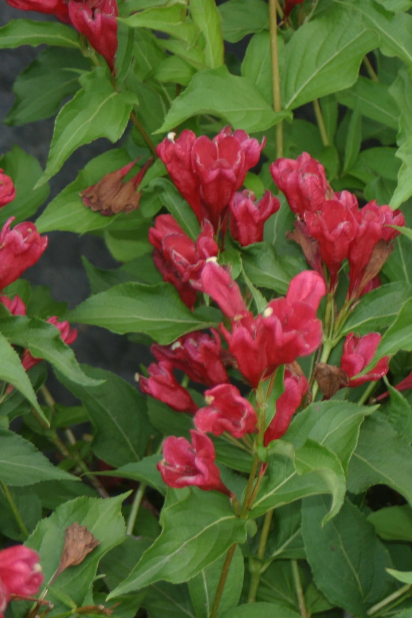 Weigela florida 'Sonic Bloom' Red #2