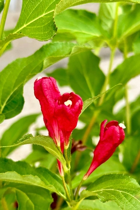 Weigela florida 'Sonic Bloom' Red #2 decorative flowerpot  