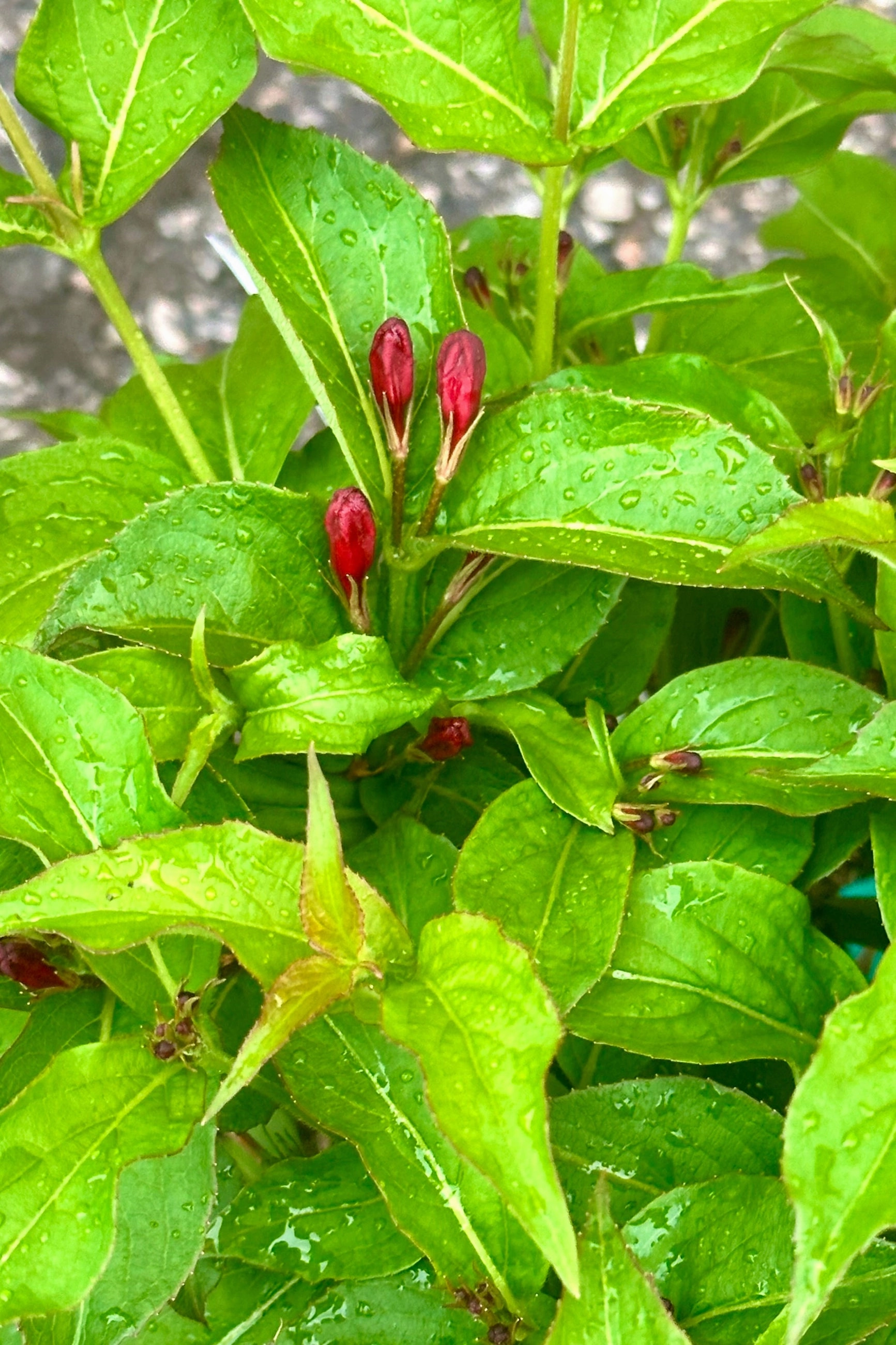 Weigela florida 'Sonic Bloom' Red #2