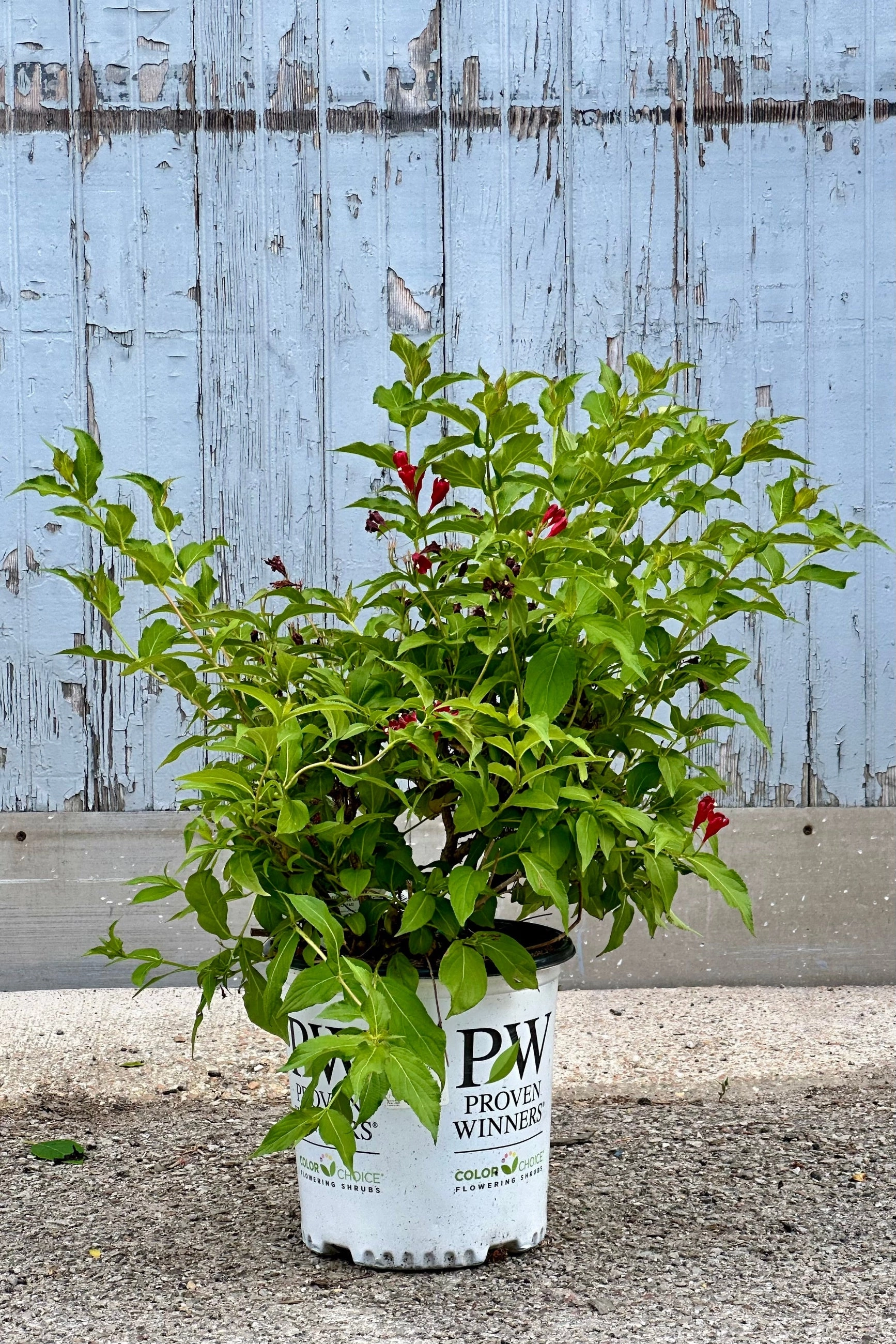 Weigela florida 'Sonic Bloom' Red #2