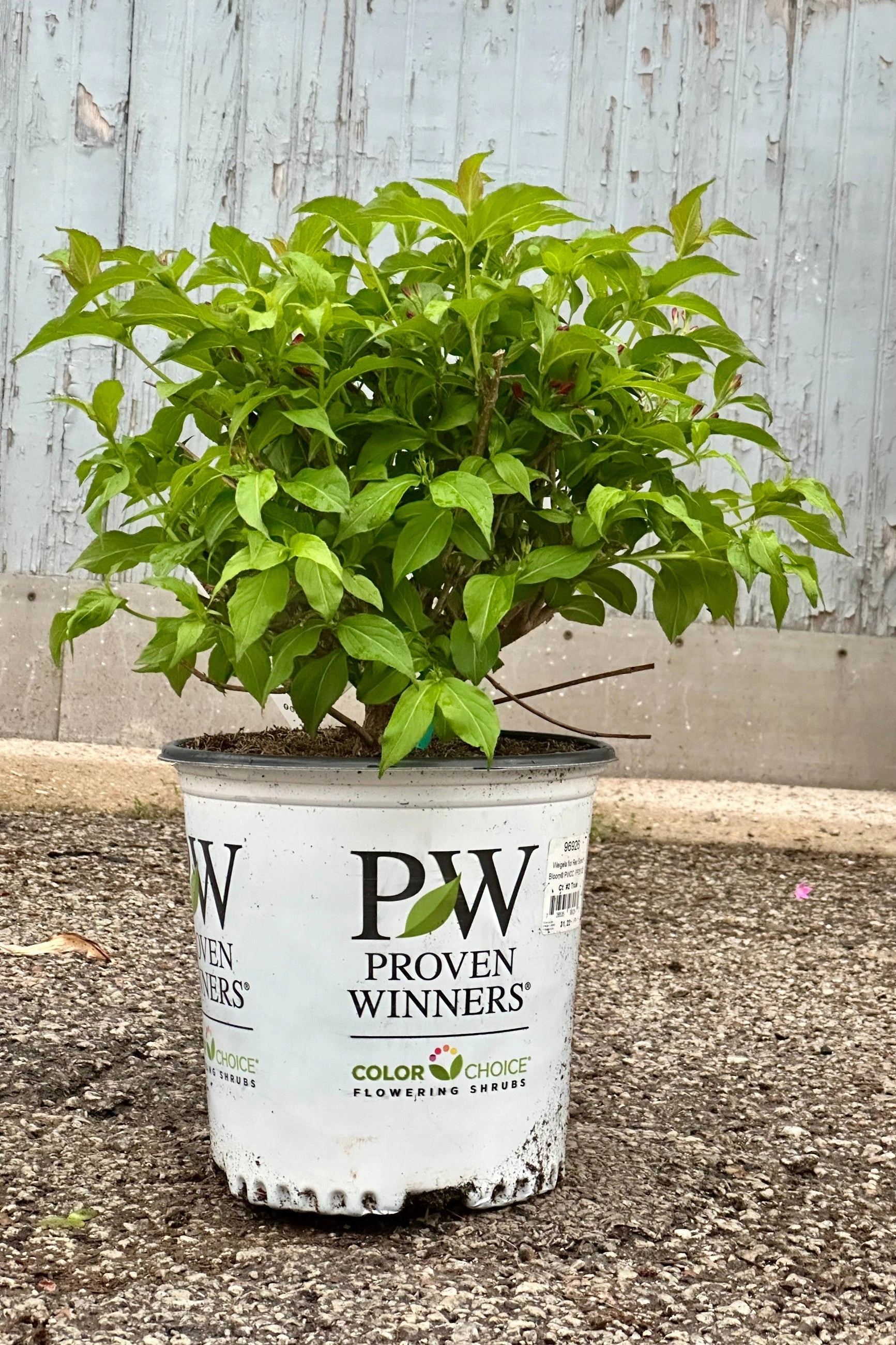 Weigela florida 'Sonic Bloom' Red #2