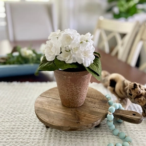 White African Violet xl flower pot  