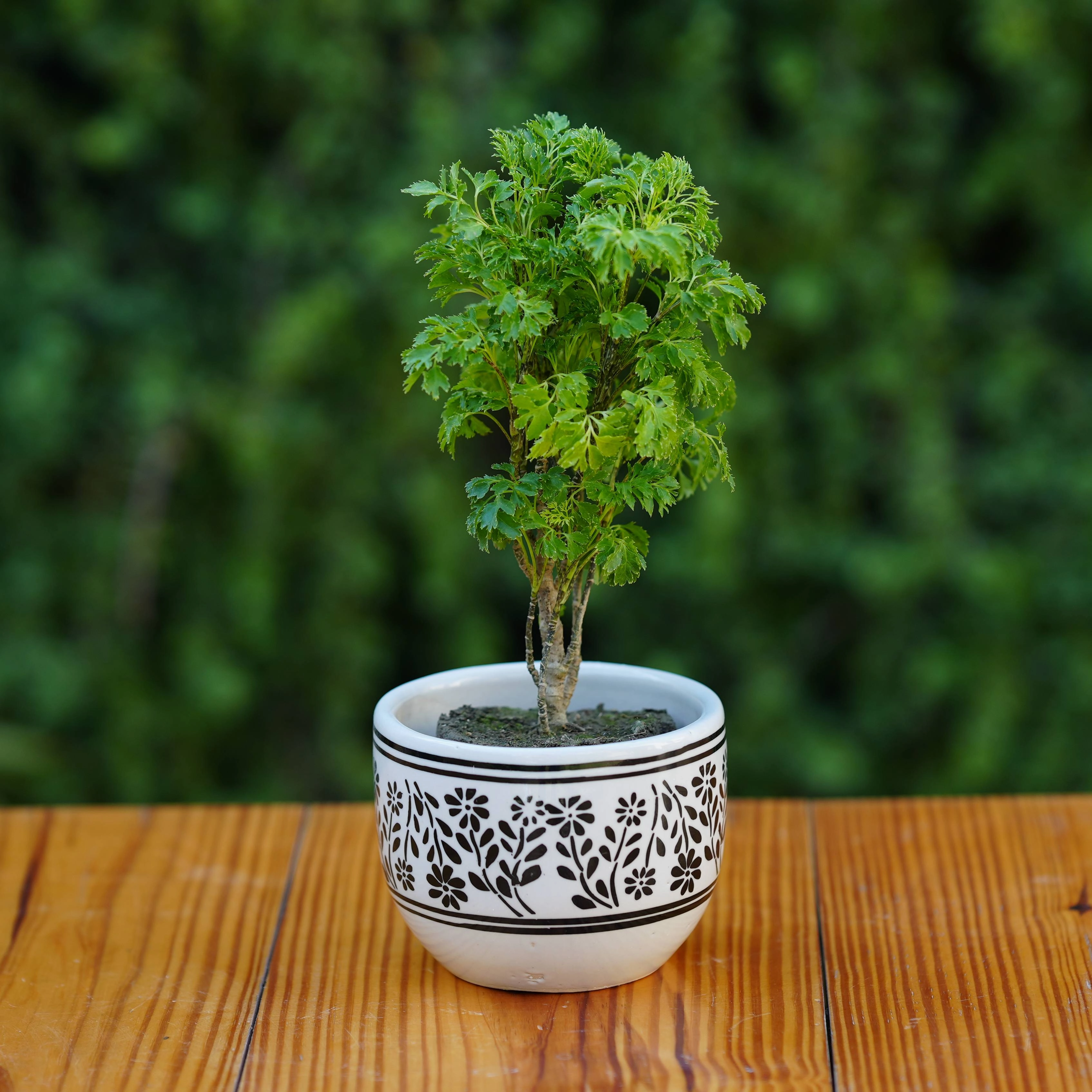 White Ceramic Planter with Black Botanical Design