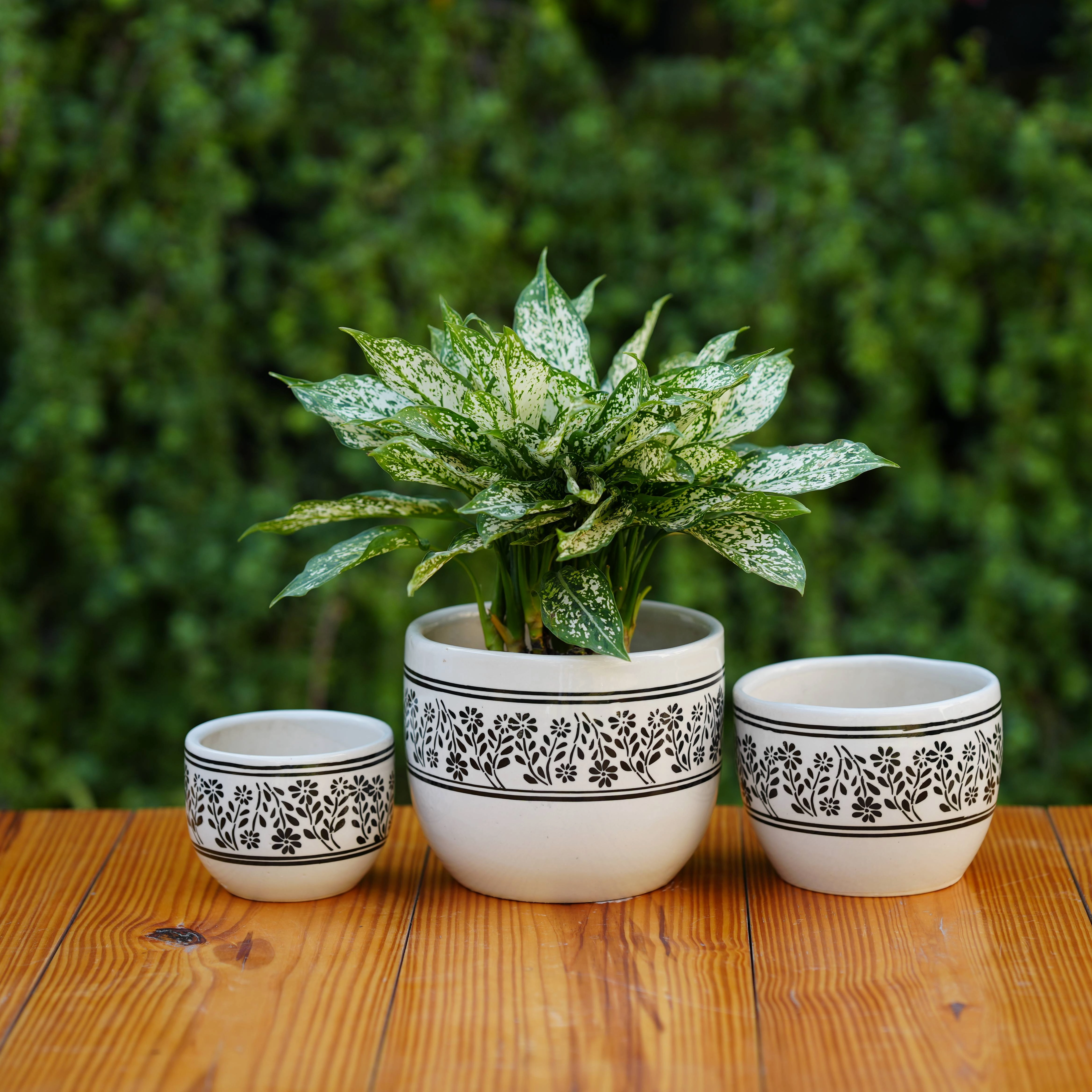 White Ceramic Planter with Black Botanical Design hanging green plant  