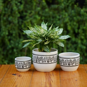 White Ceramic Planter with Black Botanical Design cactus succulent plant  
