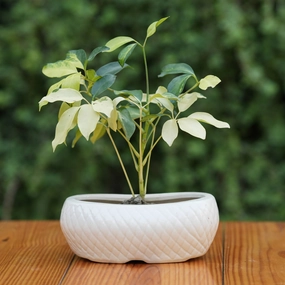 White Ceramic Planter with Diamond Texture shade perennial  