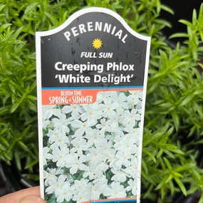 White Delight Creeping Phlox | Phlox subulata traditional flower vase  