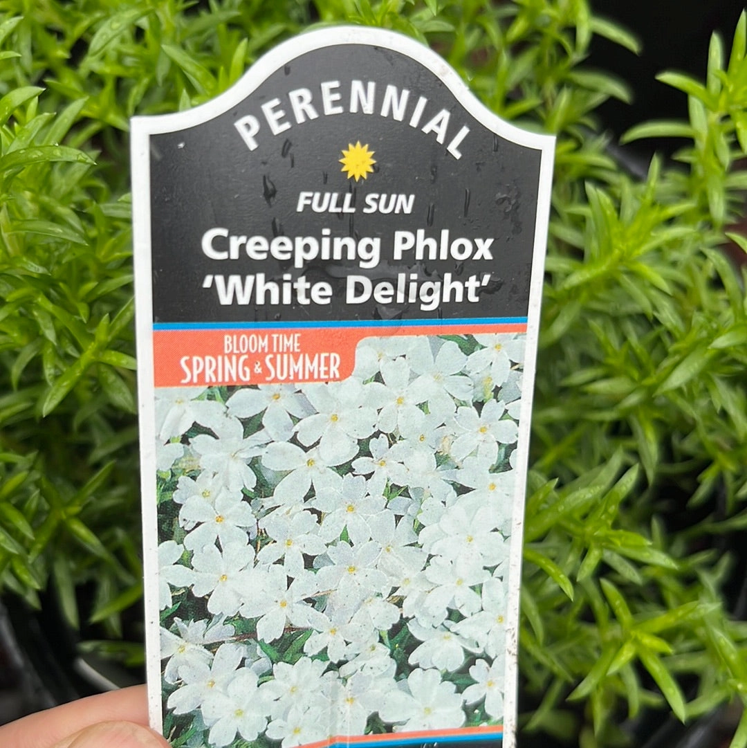 White Delight Creeping Phlox | Phlox subulata traditional flower vase  