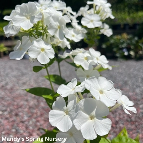 White Flame Summer Phlox | Phlox paniculata traditional flower vase  