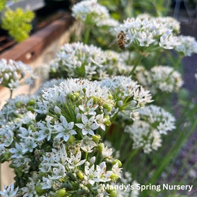 White Garlic Chives | Allium tuberosum traditional flower vase  