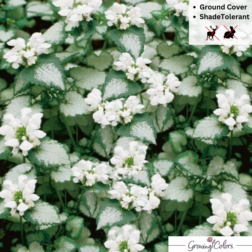 White Nancy Dead Nettle | Lamium maculatum single layer plant shelf  