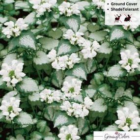 White Nancy Dead Nettle | Lamium maculatum single layer plant shelf  