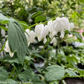 White Old-Fashioned Bleeding Heart | Dicentra spec. Alba single layer plant shelf  