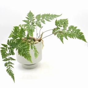 White Rabbit Foot Fern - Davallia tyermanii large flower pot  