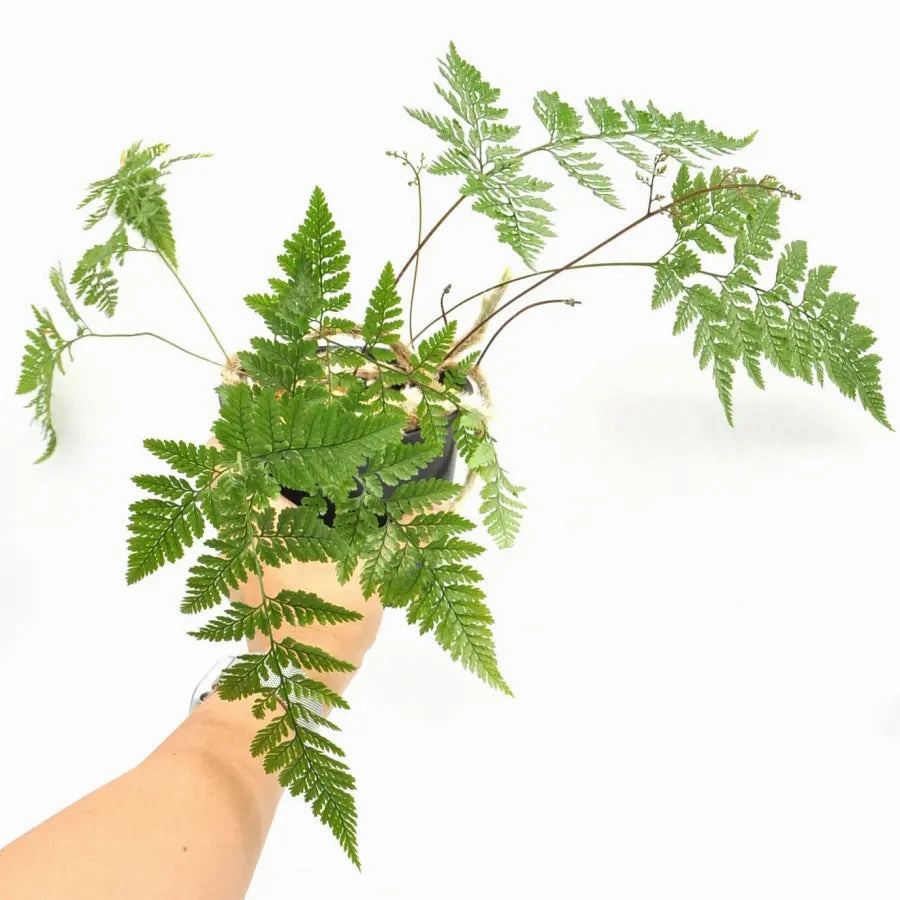 White Rabbit Foot Fern - Davallia tyermanii