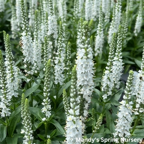 White Wands Spike Speedwell | Veronica 'White Wands' traditional flower vase  