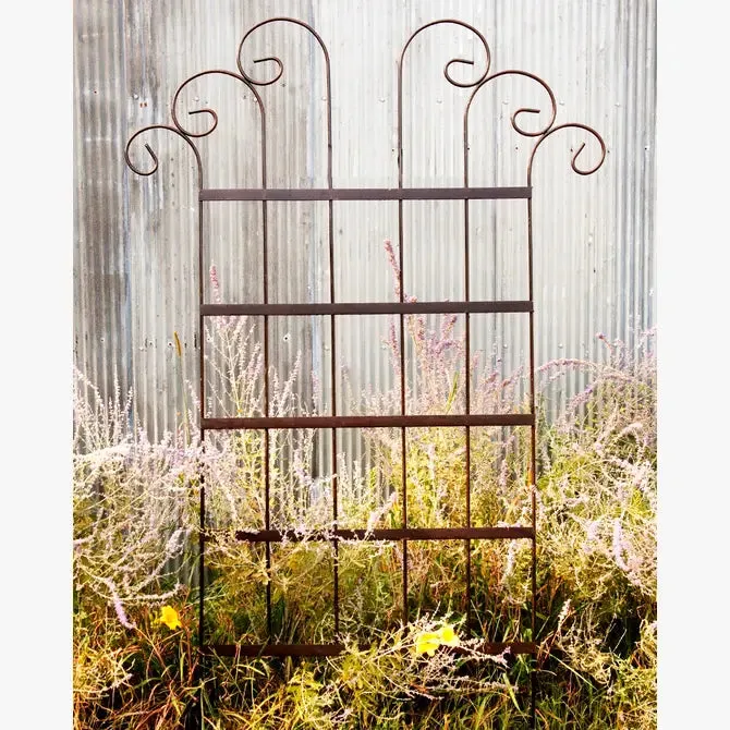 Wide Spin Trellis