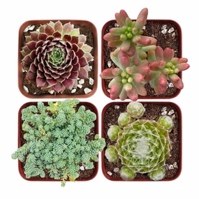 Winter Hardy Succulent Set (Fixed Varieties) mini ornamental plant  