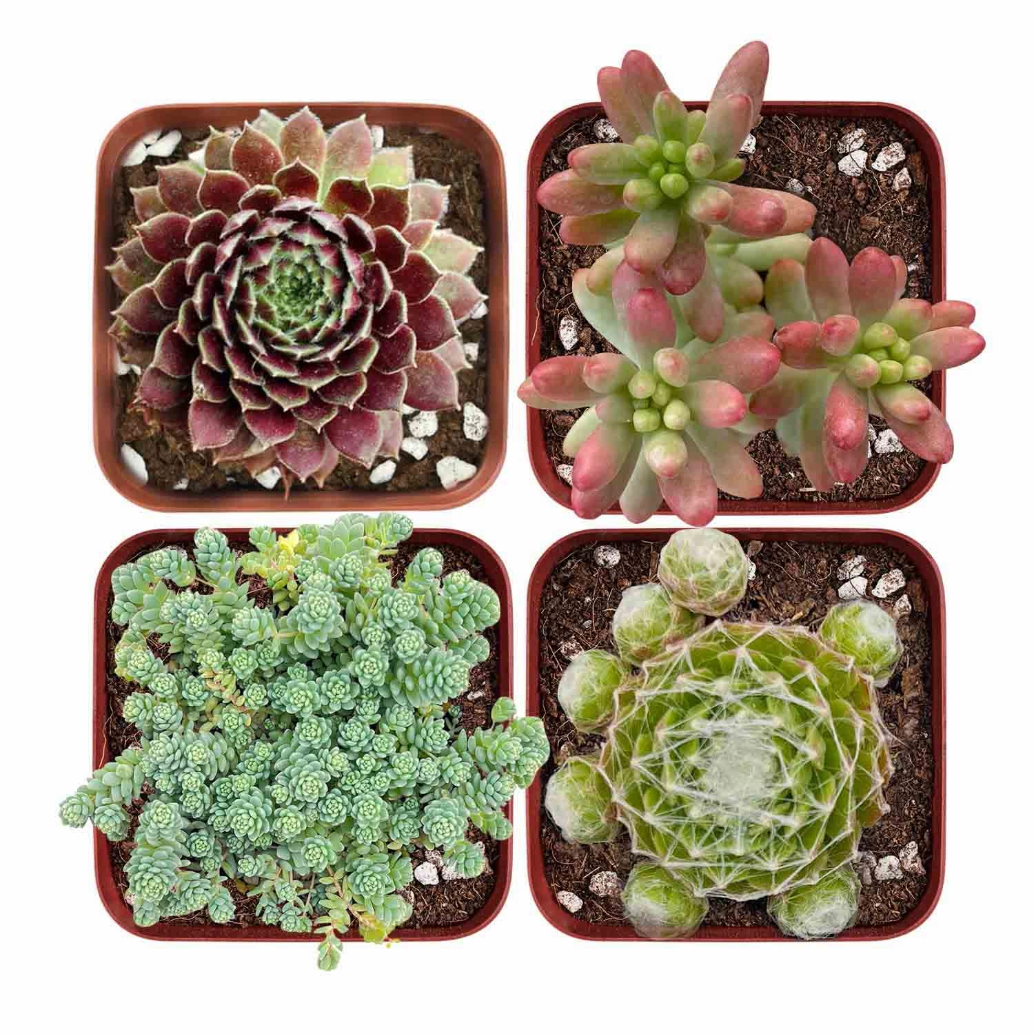 Winter Hardy Succulent Set (Fixed Varieties) mini ornamental plant  