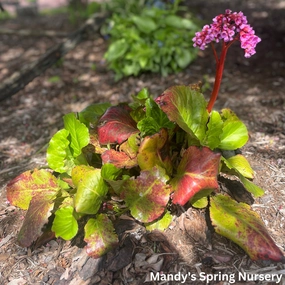 Winterglow Pigsqueak Bergenia | Bergenia cordifolia single layer plant shelf  