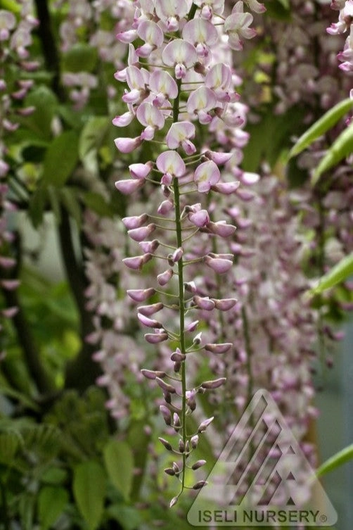 Wisteria f. 'Honbeni' #20 decorative flowerpot  