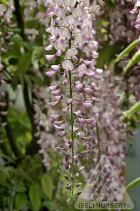Wisteria f. 'Honbeni' #20 decorative flowerpot  