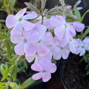 Woodlander Lilac Creeping Phlox | Phlox subulata traditional flower vase  