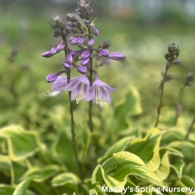 Wrinkle in Time Hosta | Hosta 'Wrinkle in Time' single layer plant shelf  