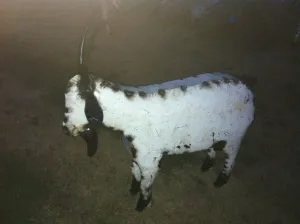 X-Lg. Male Goat dried flower branch  