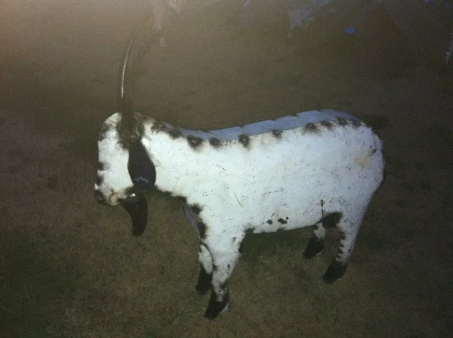 X-Lg. Male Goat dried flower branch  