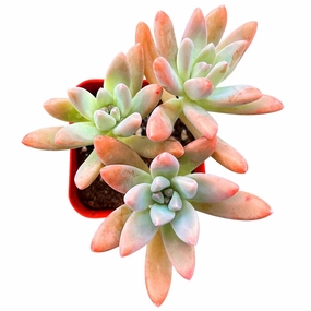 x Graptosedum 'Francesco Baldi' mini ornamental plant  
