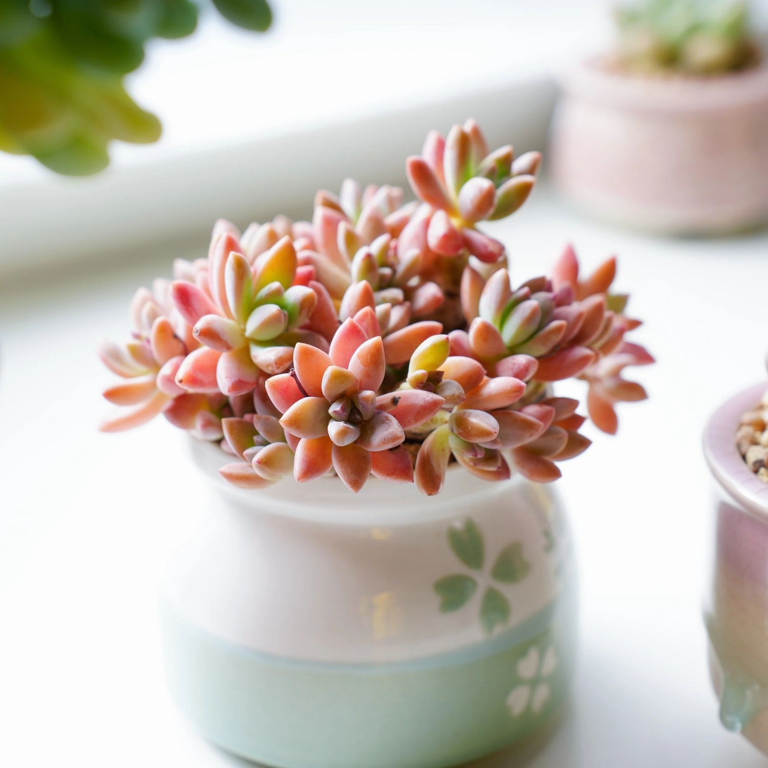 x Graptosedum 'Francesco Baldi'