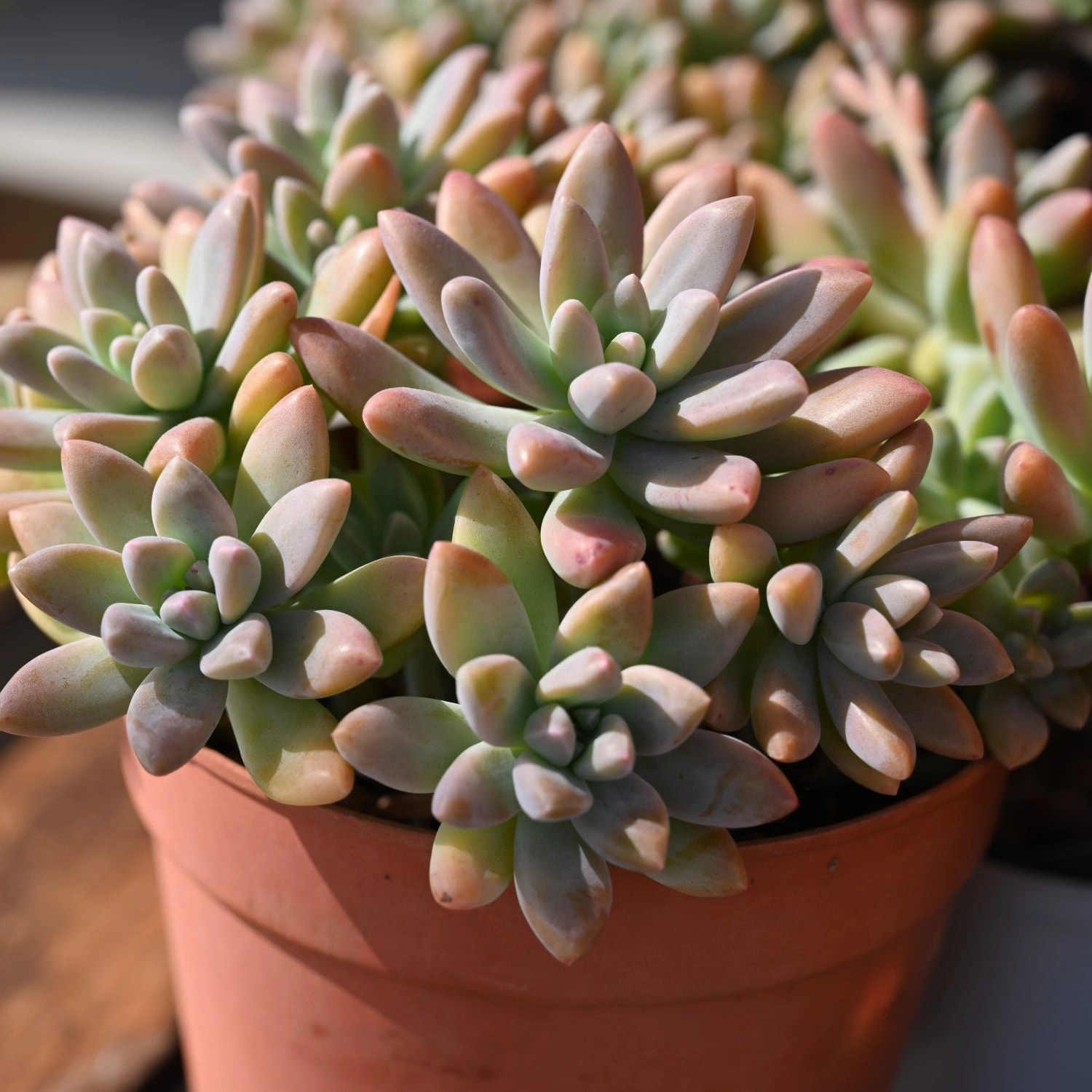 x Graptosedum 'Francesco Baldi'