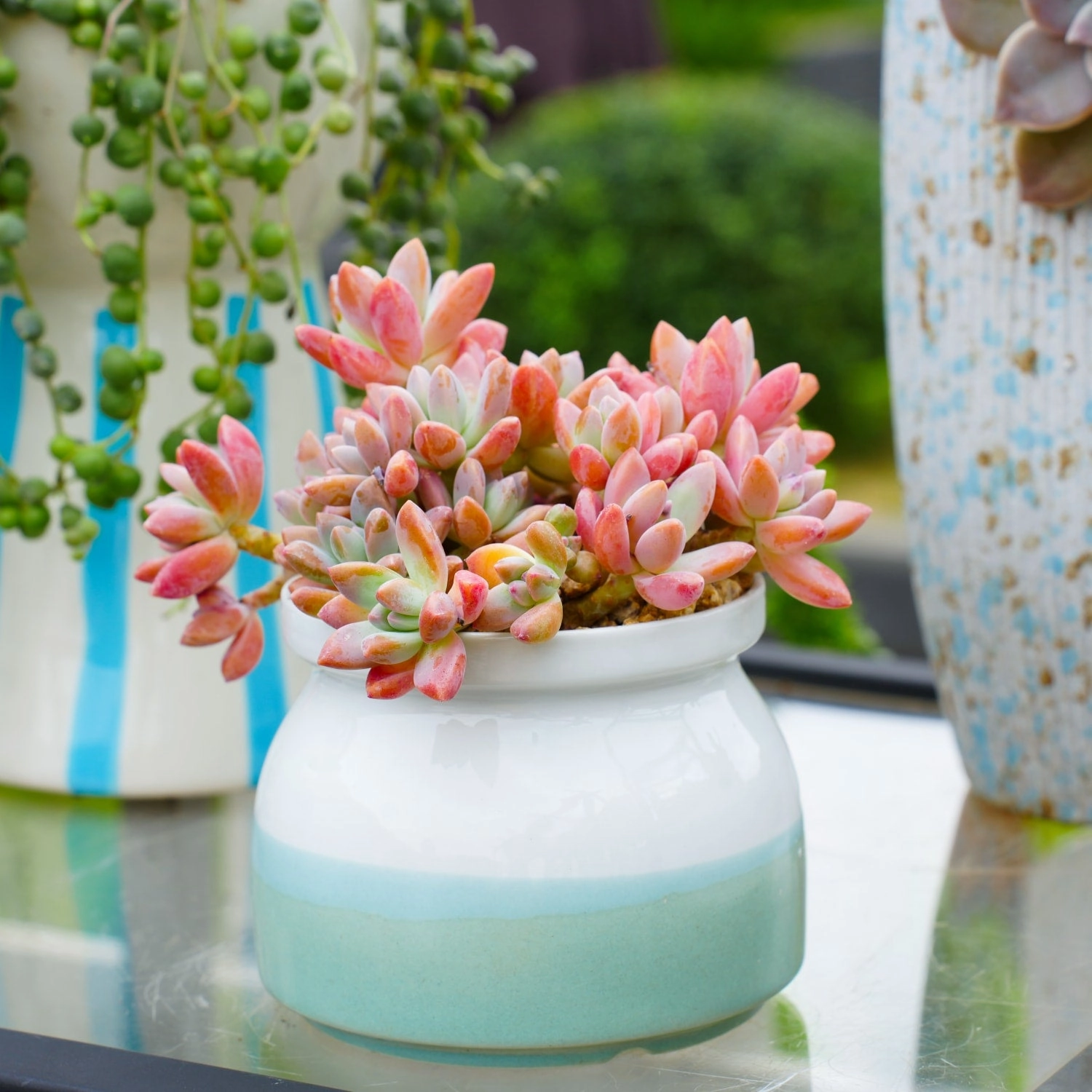 x Graptosedum 'Francesco Baldi'