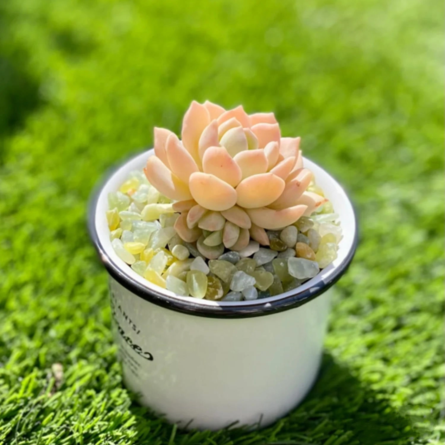 x Graptoveria 'A Grim One'