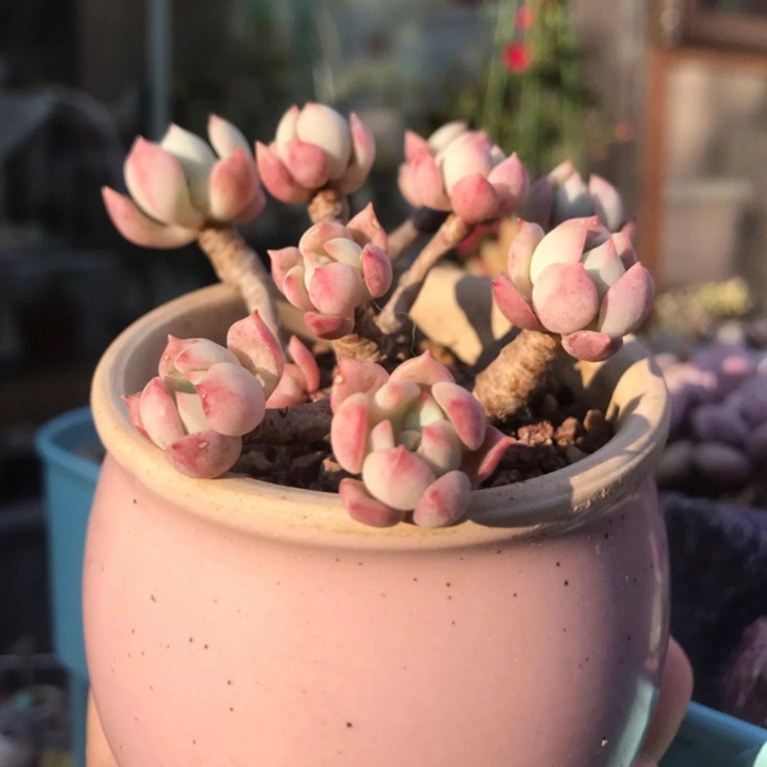 x Graptoveria 'A Grim One'