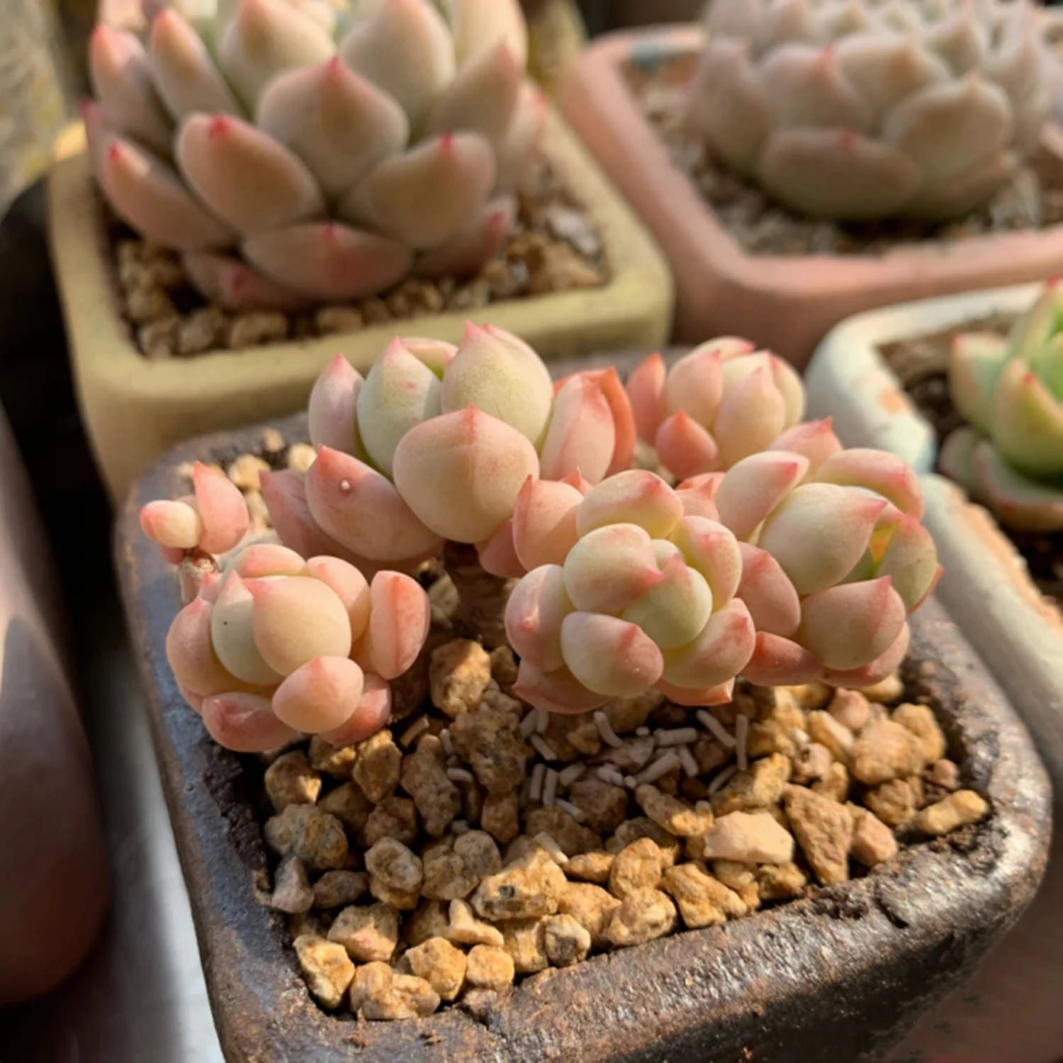 x Graptoveria 'A Grim One'