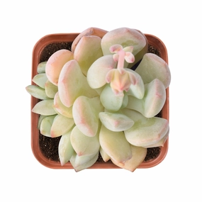 x Graptoveria 'A Grim One' mini ornamental plant  