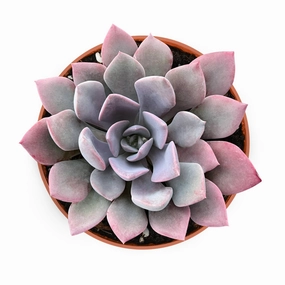 x Graptoveria 'Debbi' (4 inch) mini ornamental plant  