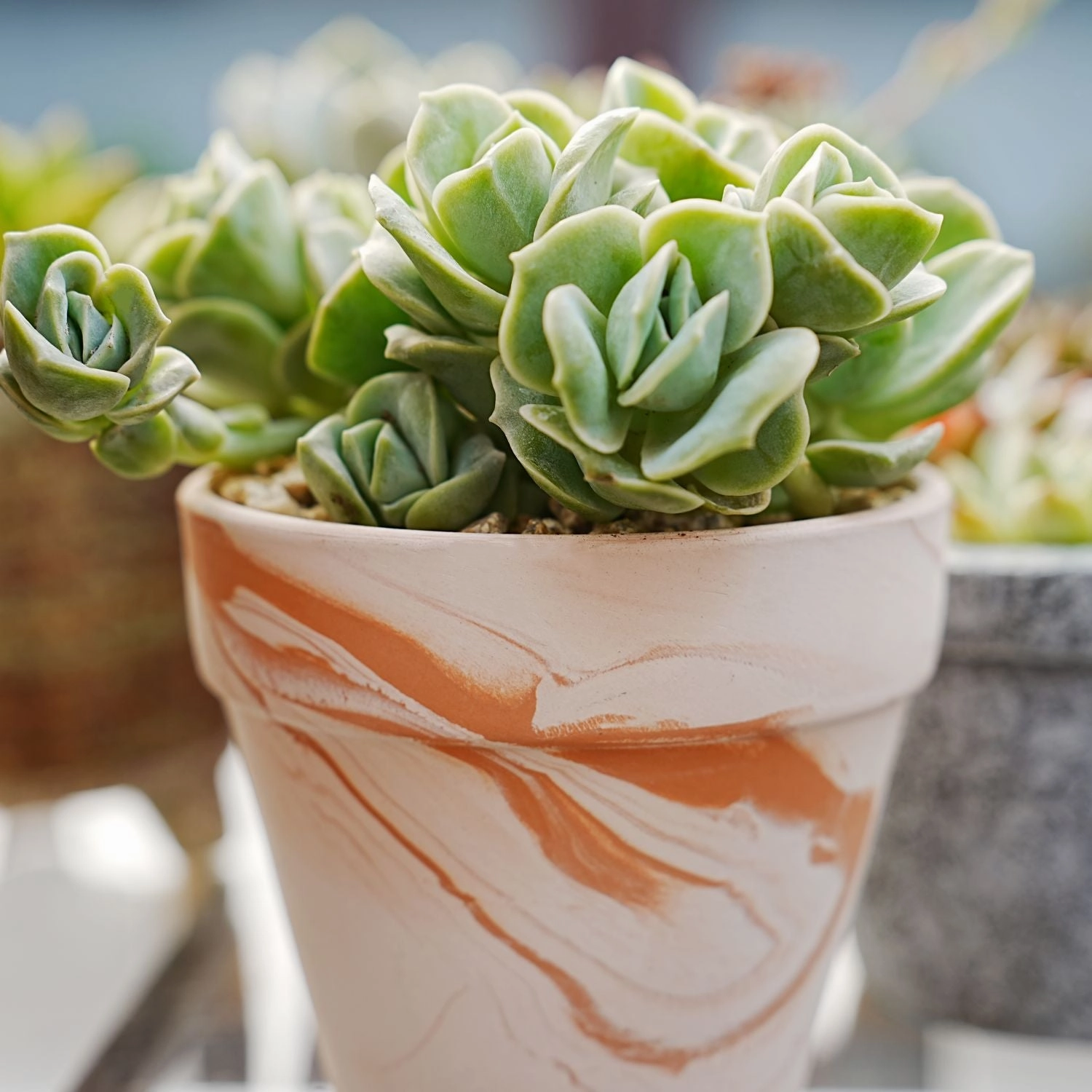 x Graptoveria 'Lovely Rose'