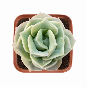 x Graptoveria 'Lovely Rose' mini ornamental plant  