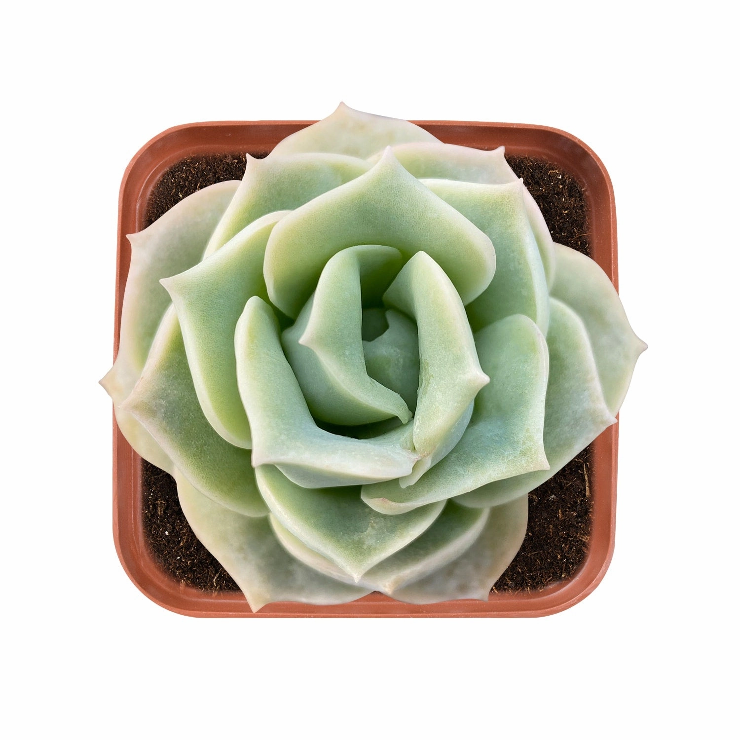 x Graptoveria 'Lovely Rose' mini ornamental plant  